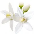 Flor de laranjeira